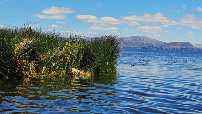 Vista del lago Titicaca con la totora y unos patos