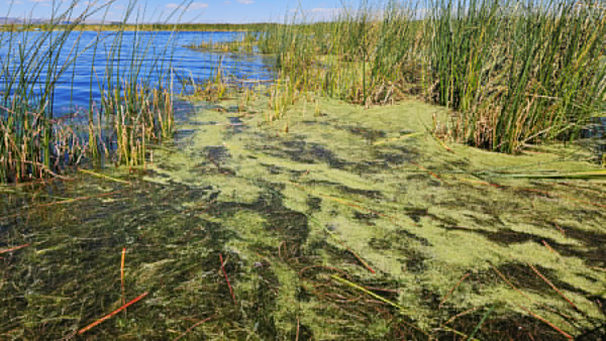 Un banco de totora 2